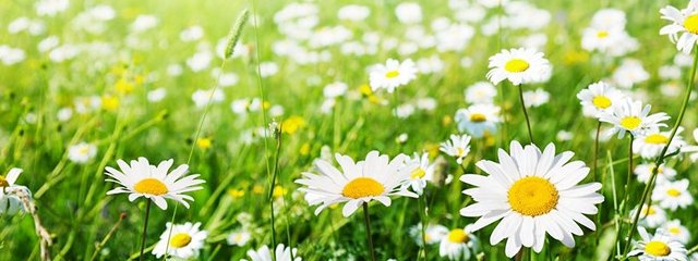 flowers daisy_640x240